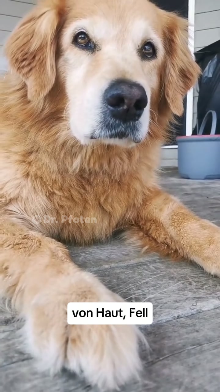 Nach 30 Tagen kratzt dein Hund weniger. Natürlich. Ohne Chemie.