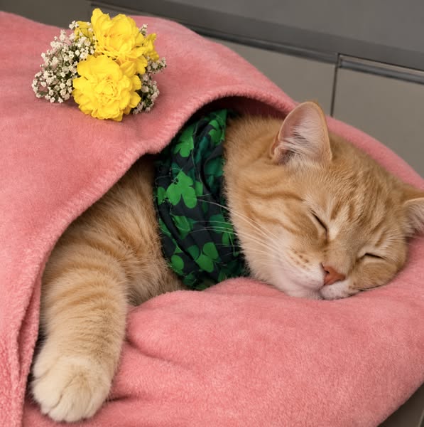 Lies das, um deine Katze zu schützen
