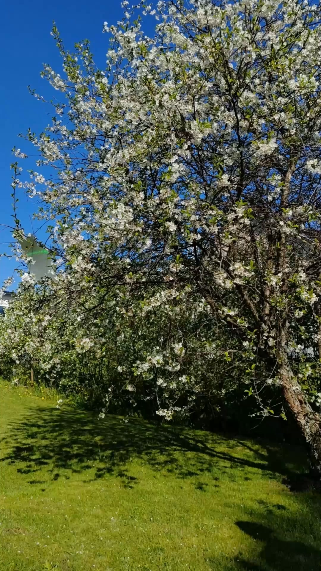 LUE TÄMÄ, jos kärsit siitä ärsyttävästä pisteestä lapavälissä