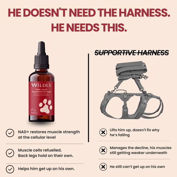 Your dog will get up without the harness.
