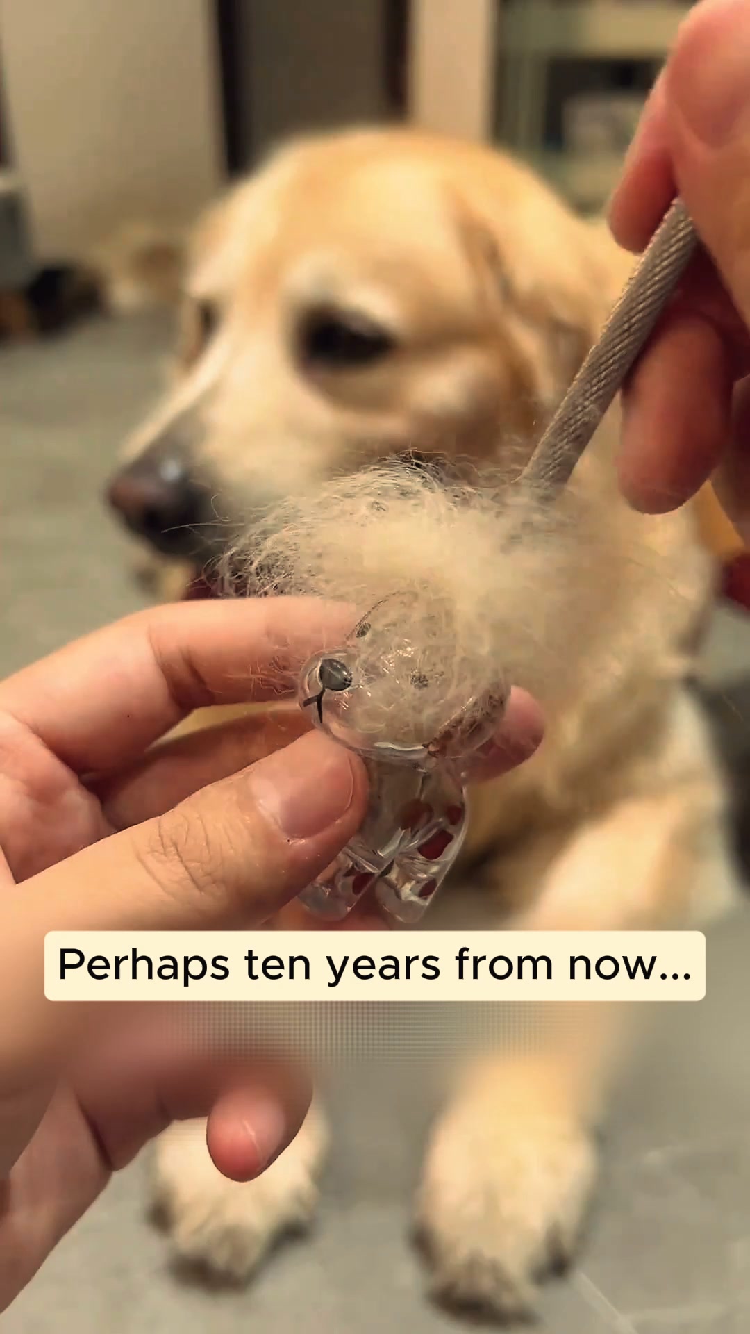 #1 Pet Memory