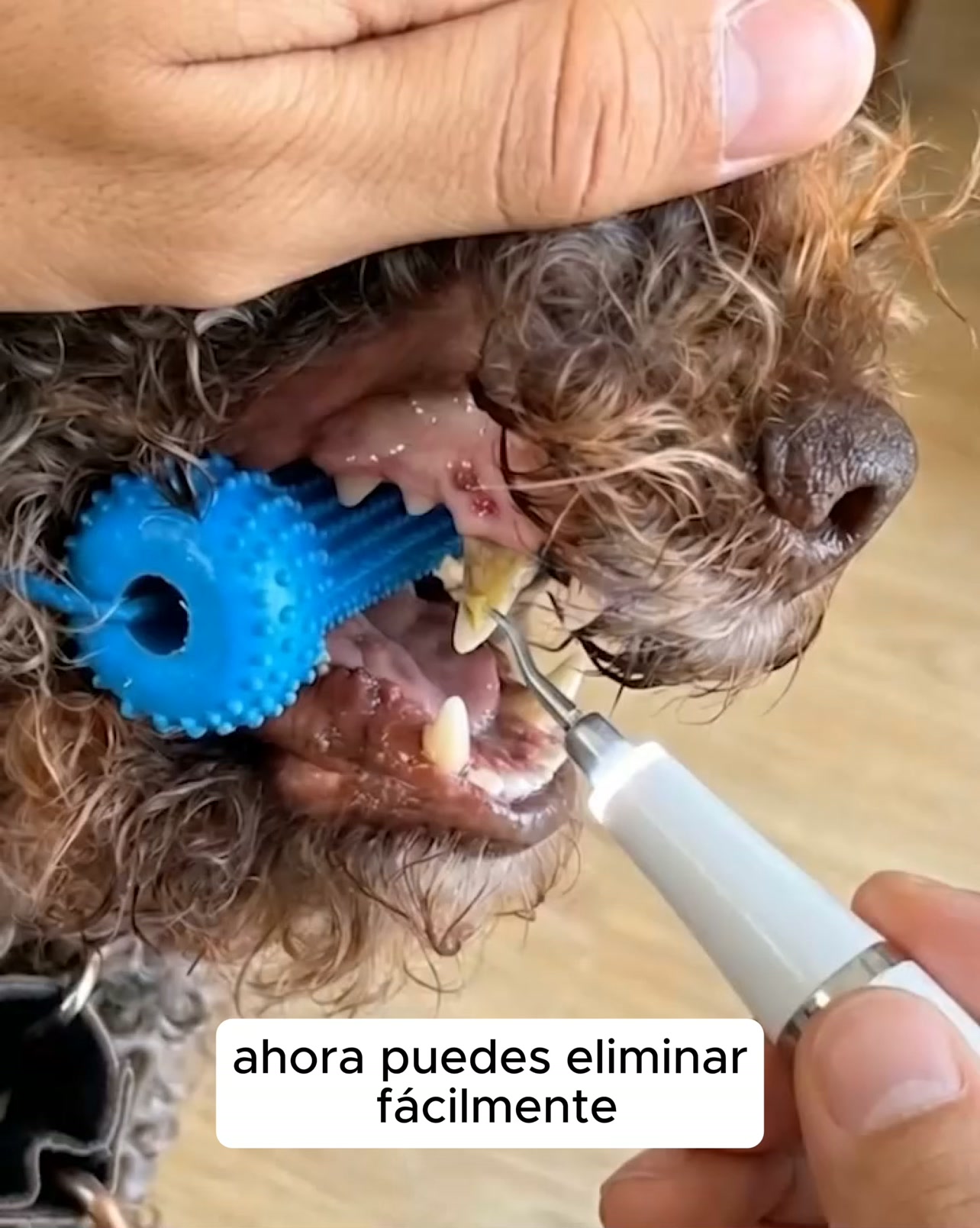 Kit Goldoris - Eliminador ultrasónico silencioso de placa y sarro para perros