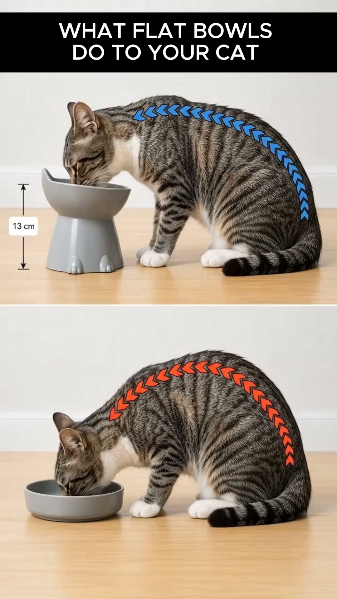Orthopedic Bowl