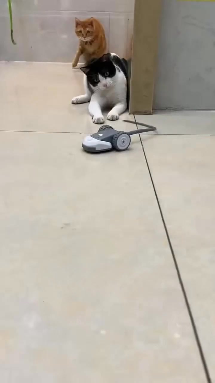 Stop Cat Boredom Instantly!