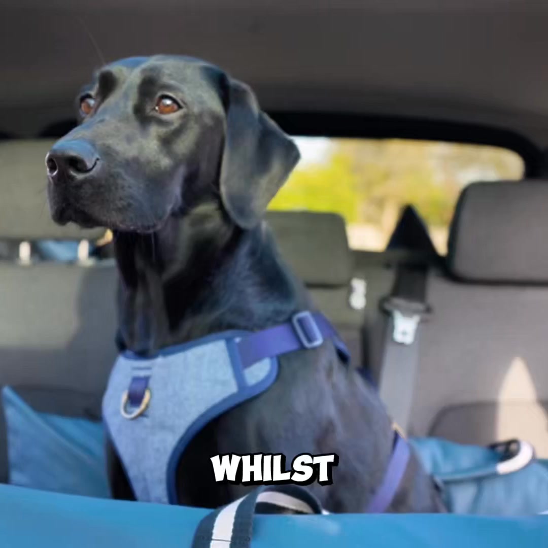 £10 OFF – Code DOGGY10