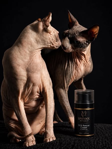 Care Made for Sphynx Cats