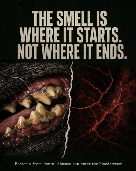 Fresh Breath Is Only The Beginning