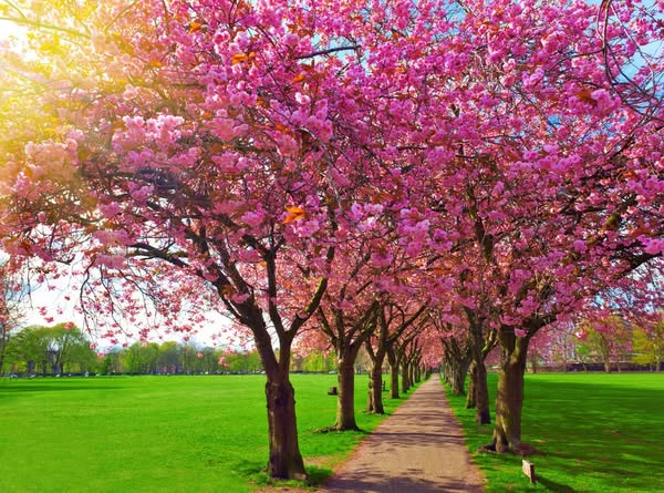 The Ultimate Beginner’s Guide to Cherry Blossom