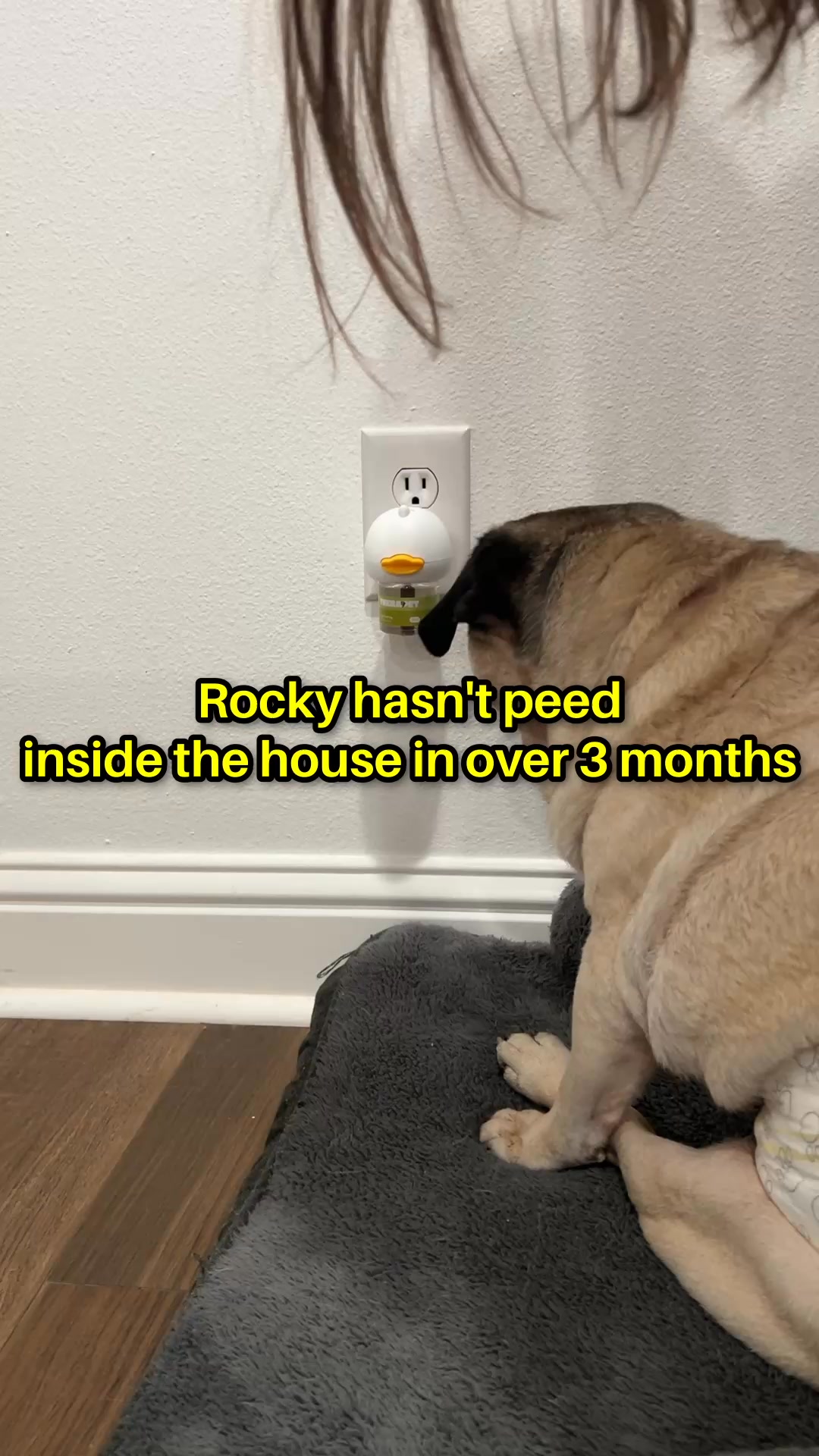 Help your anxious dog feel safe and calm