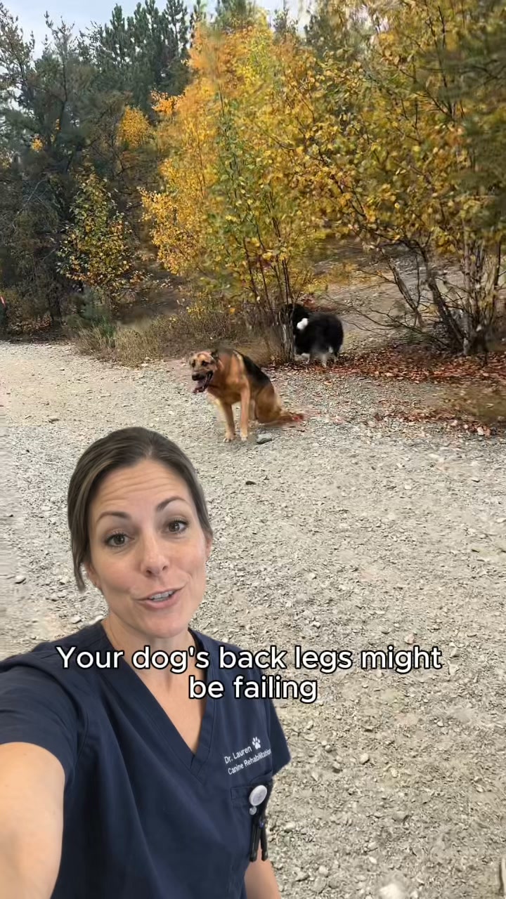 3 signs your dog's mobility is getting worse