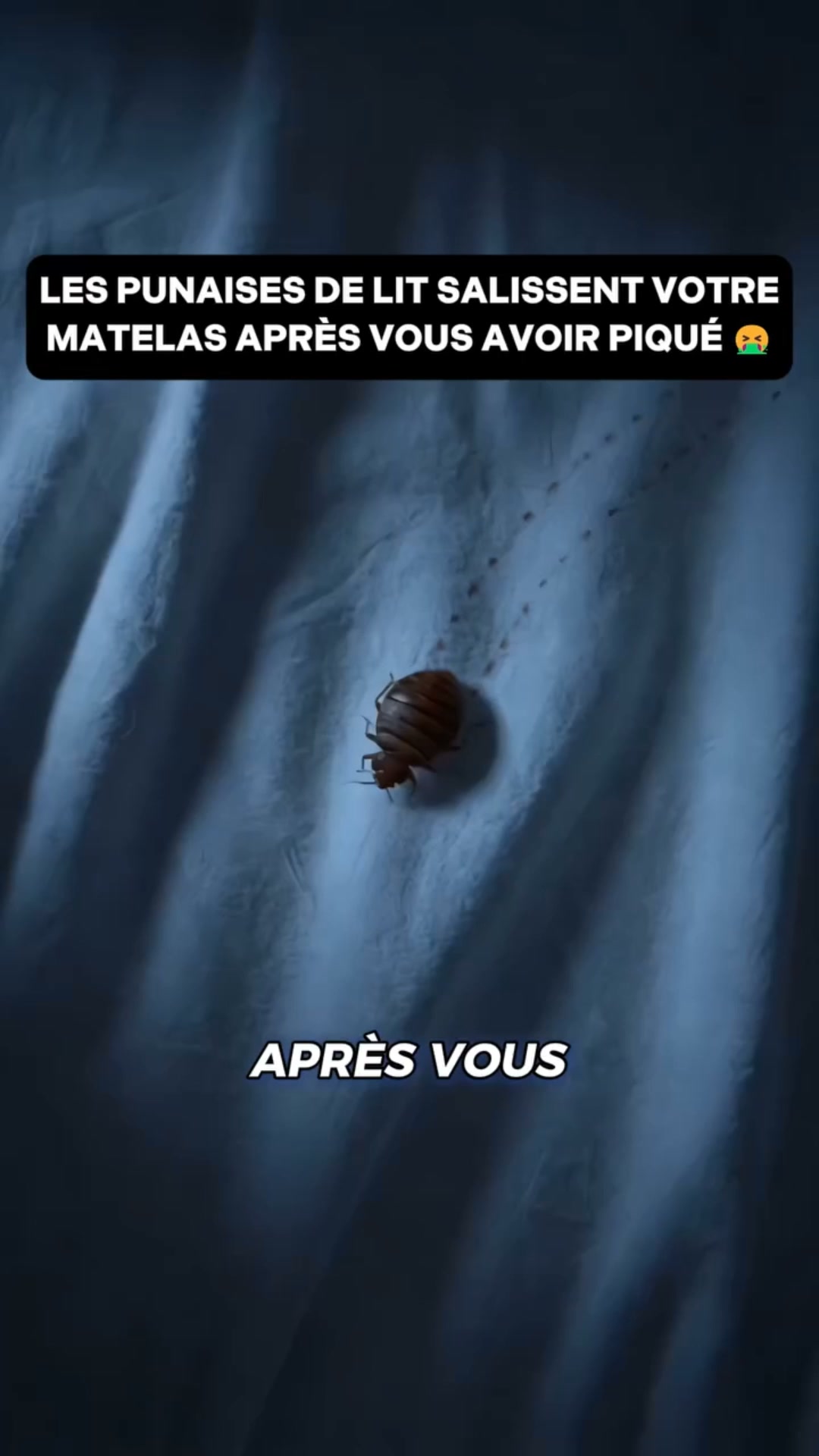 Dites enfin adieu aux punaises de lit