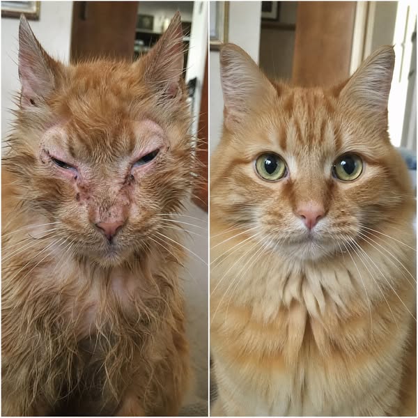 stop watching your cat suffer