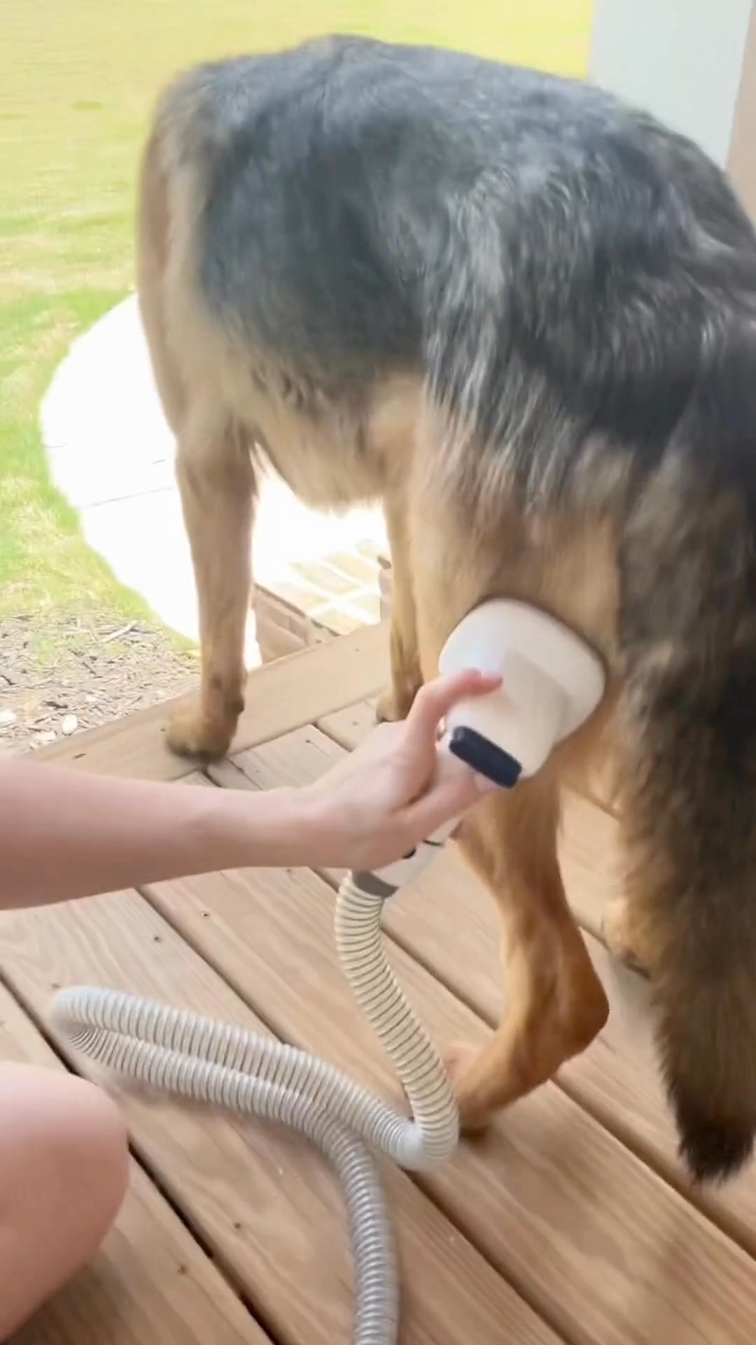 Hund som fäller? Kolla här!