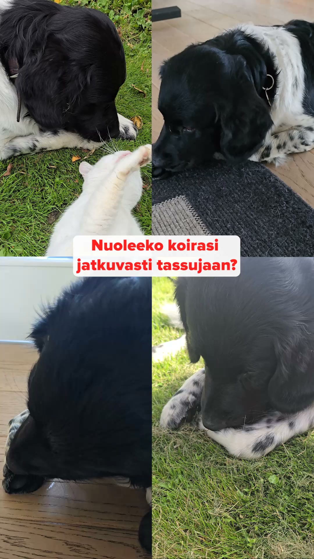 Jos tunnistat jonkin näistä merkeistä, kokeile näitä tehokkaita purupaloja