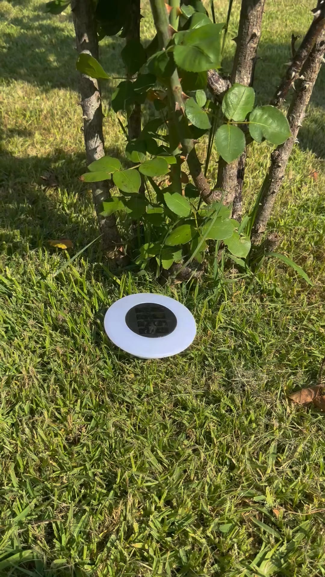 Transforma tu jardin
