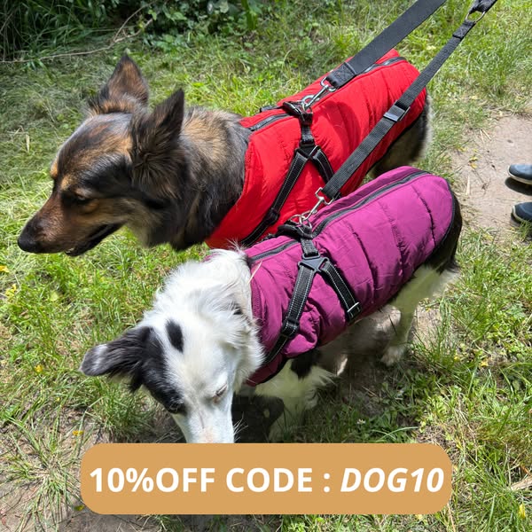 10% OFF CODE : DOG10