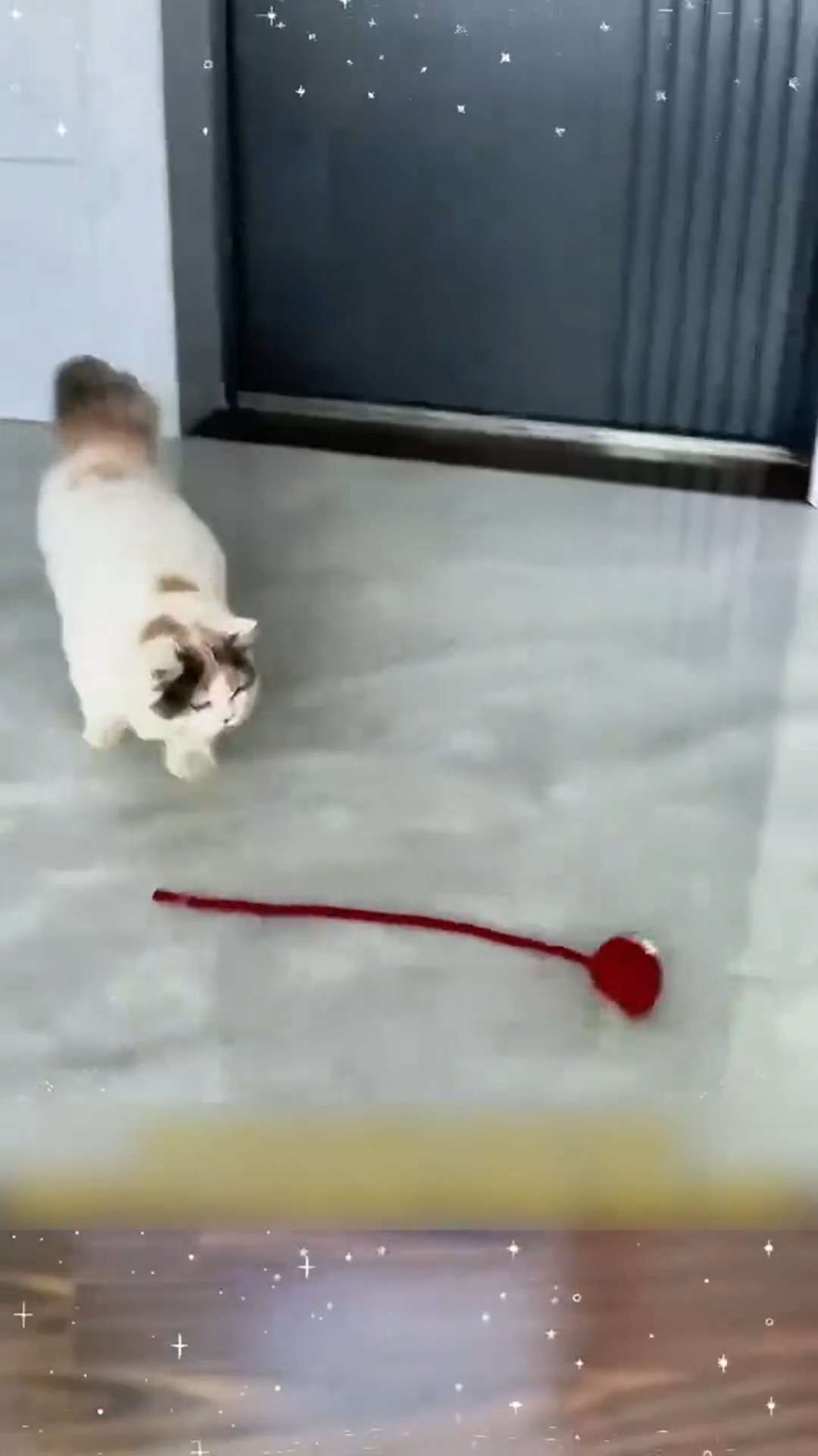 interactive pet toy ball