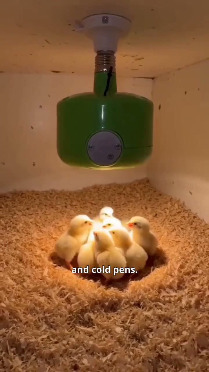 Intelligent Temperature Control Brooder Heater