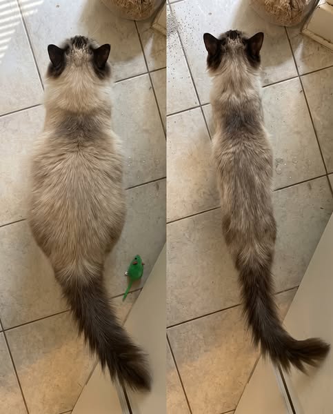 Mi Veterinario Dijo Que Era Hora de Sacrificar a Mi Bebé. Simplemente No Puedo.