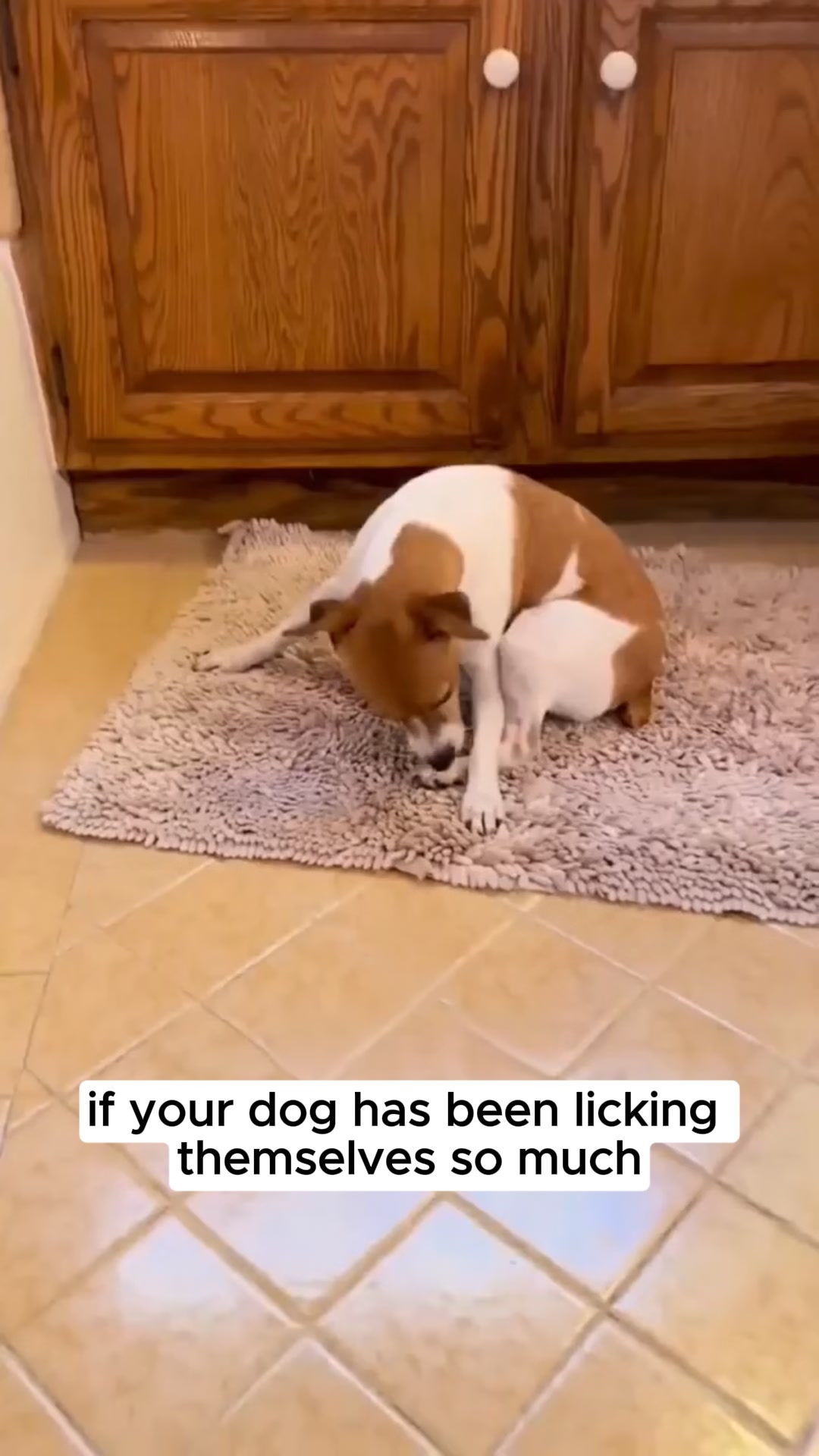 Vet-Recommended Itch Relief