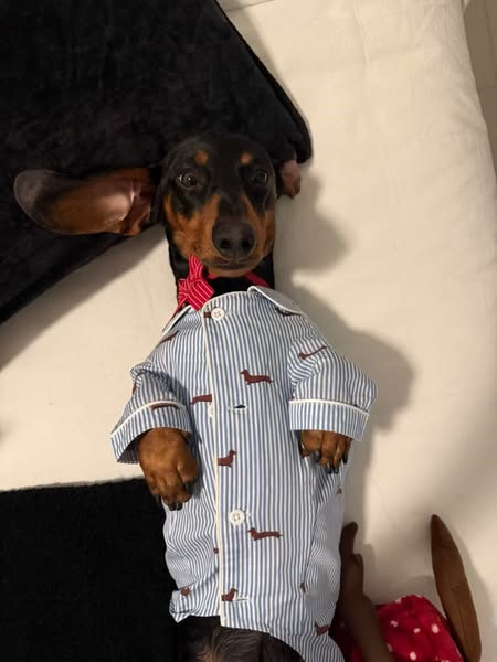 Matching dachshund pajamas