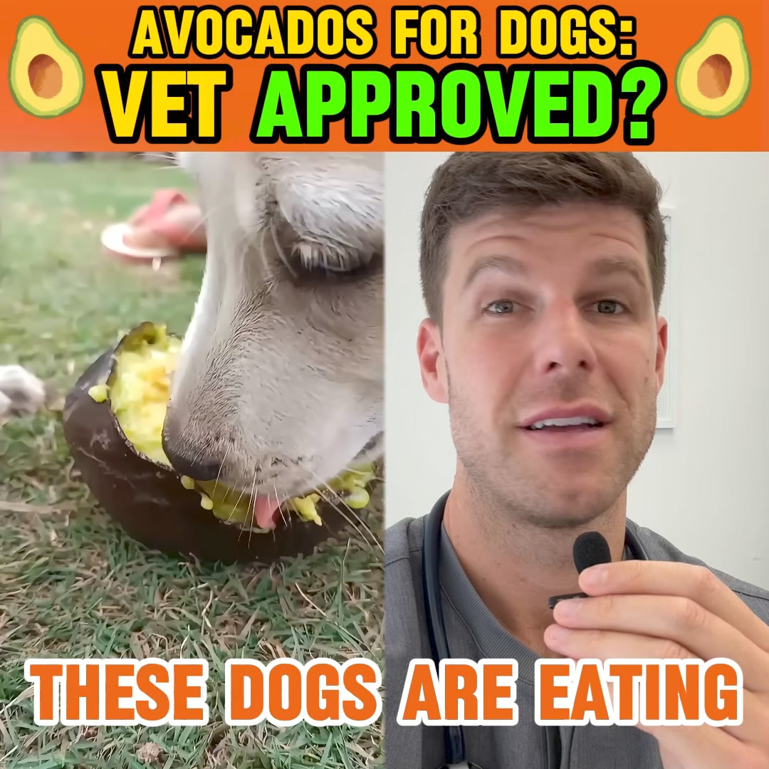Vet Reacts To Weird Dog Foods!