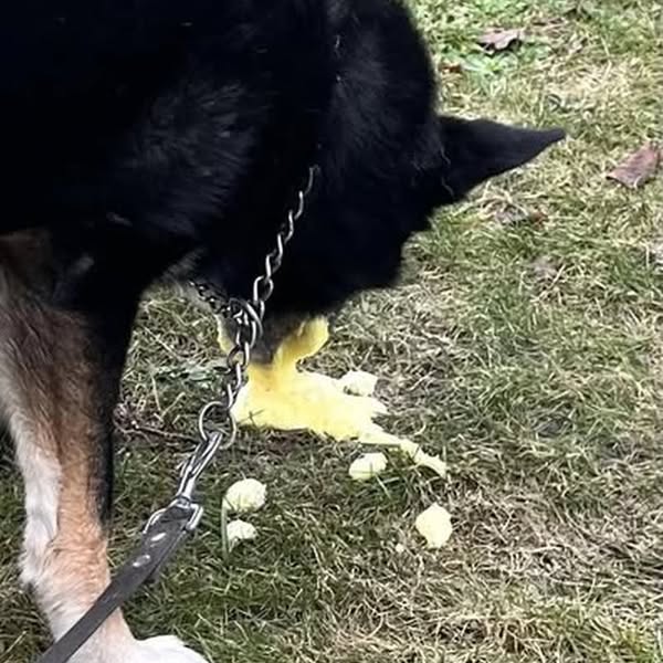 Pourquoi votre chien mange-t-il de l’herbe ?