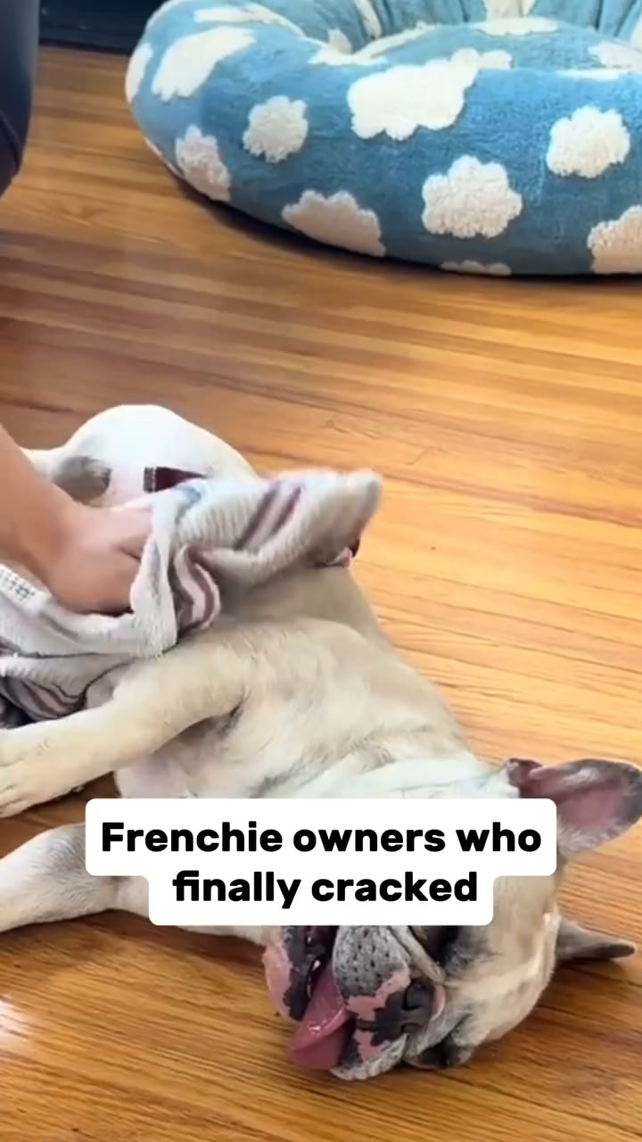 Your Frenchie deserves better.