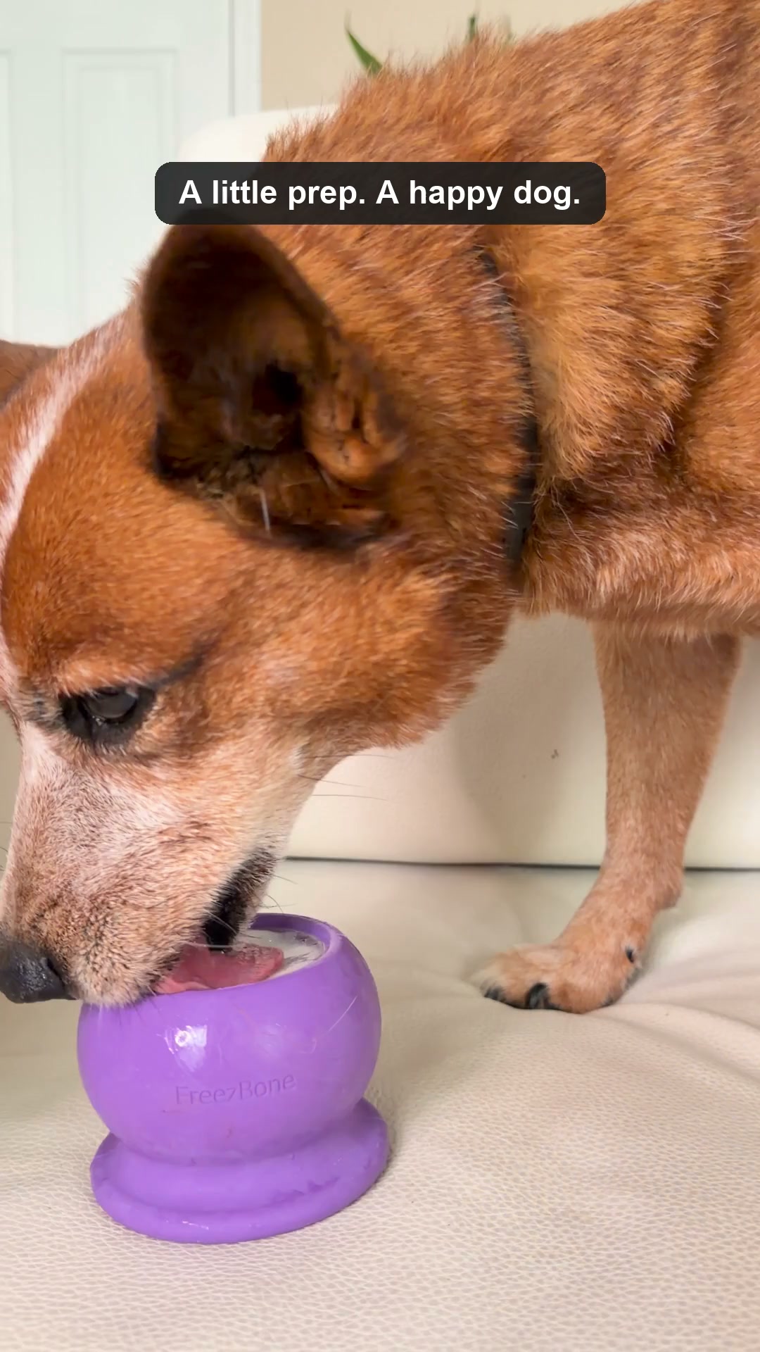 Dog Trainers Recommend Freezbone