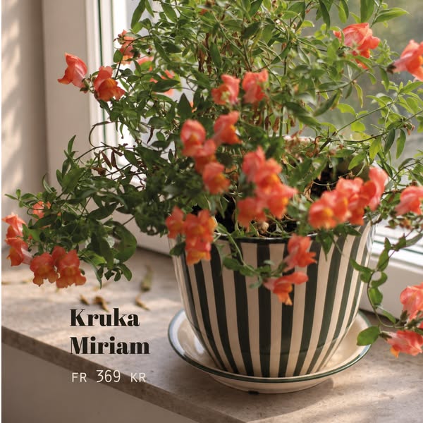 Kruka Miriam, från 369 kr