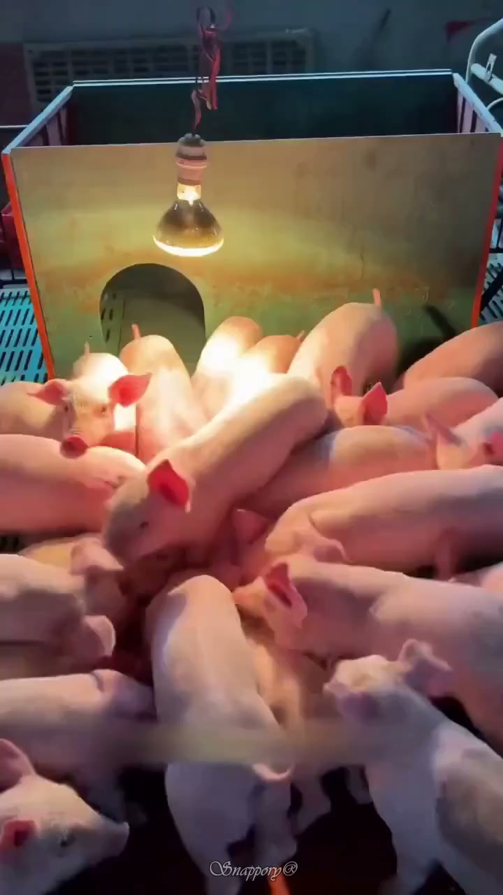 Anúncio de Snappory