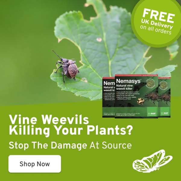 Stop Vine Weevils Fast
