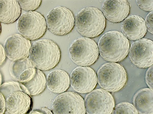 Digital twins of bioreactors for stem cells