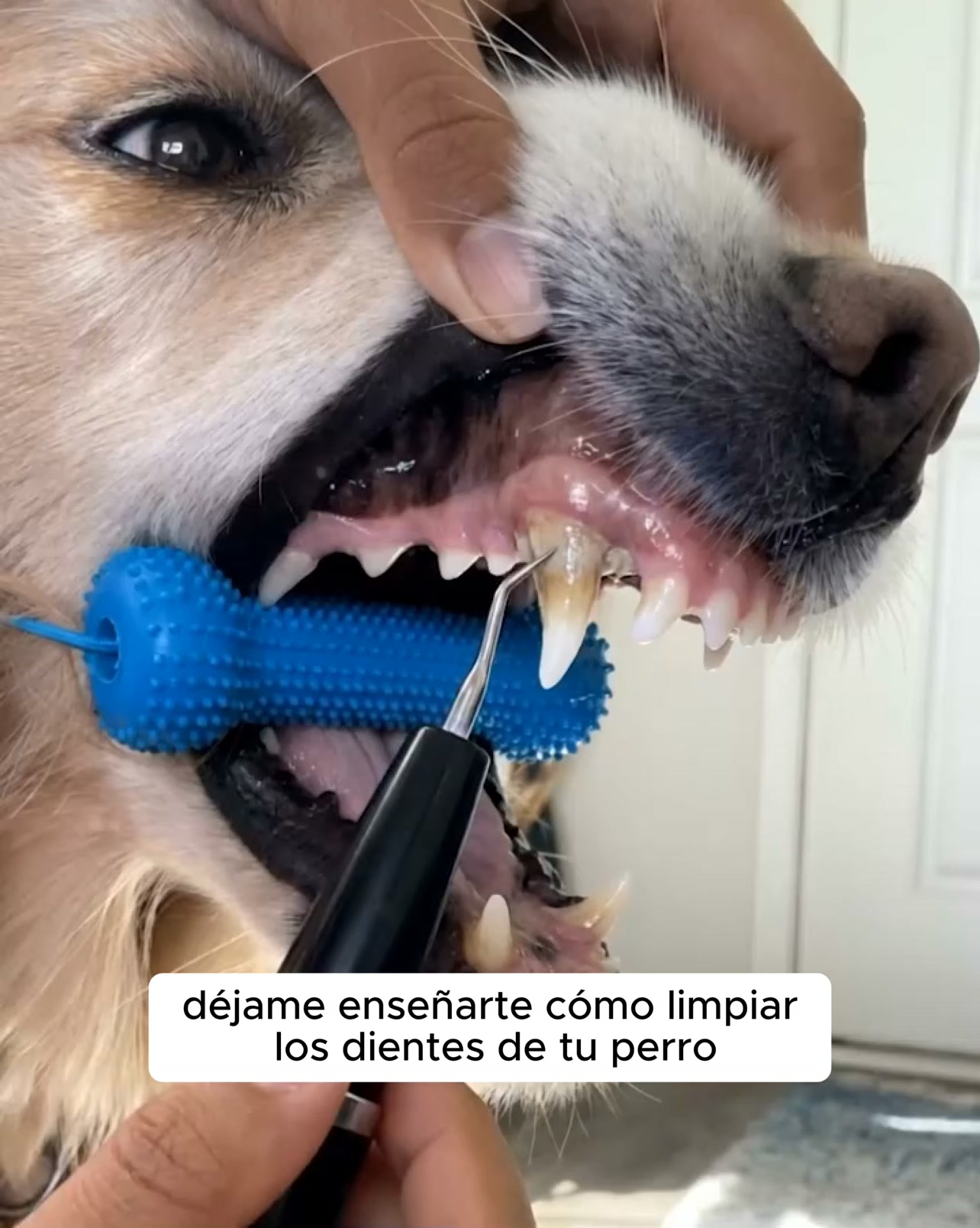 Kit Goldoris - Eliminador ultrasónico silencioso de placa y sarro para perros