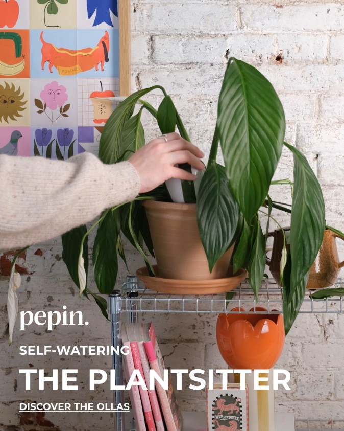 Plants that water themselves