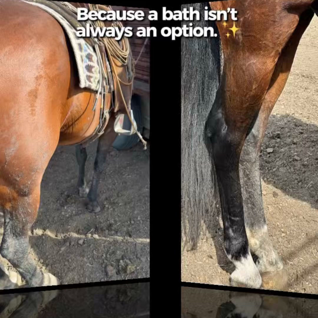 Clean Horse. No Bath Required.