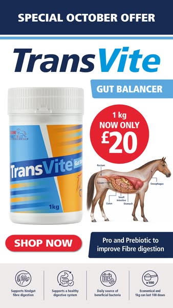 October Offer: TransVite Digest £20