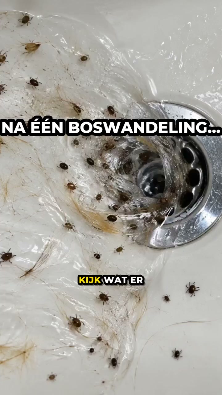 Meer rust na elke boswandeling