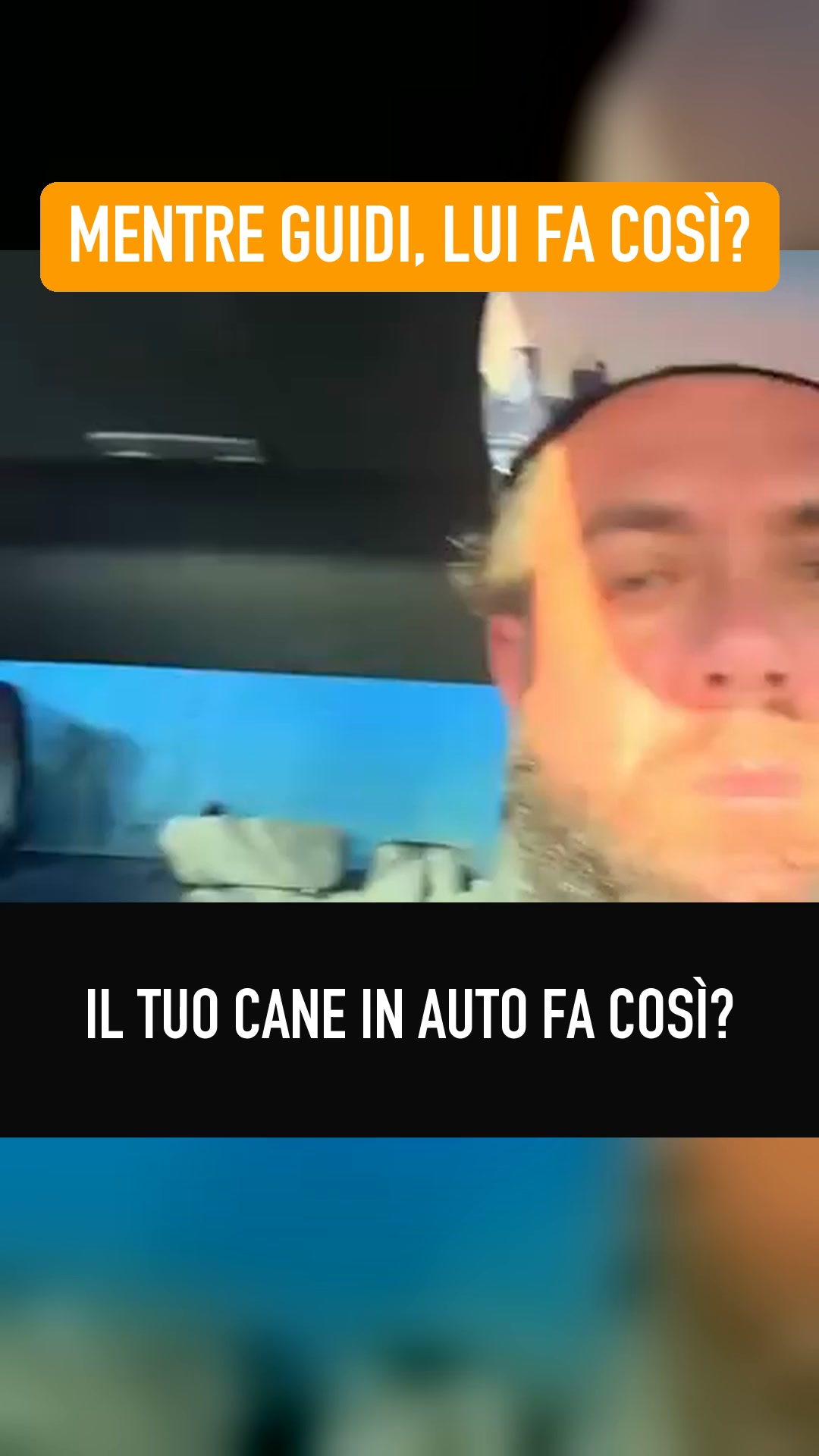 Un fondo rigido sotto le sue zampe