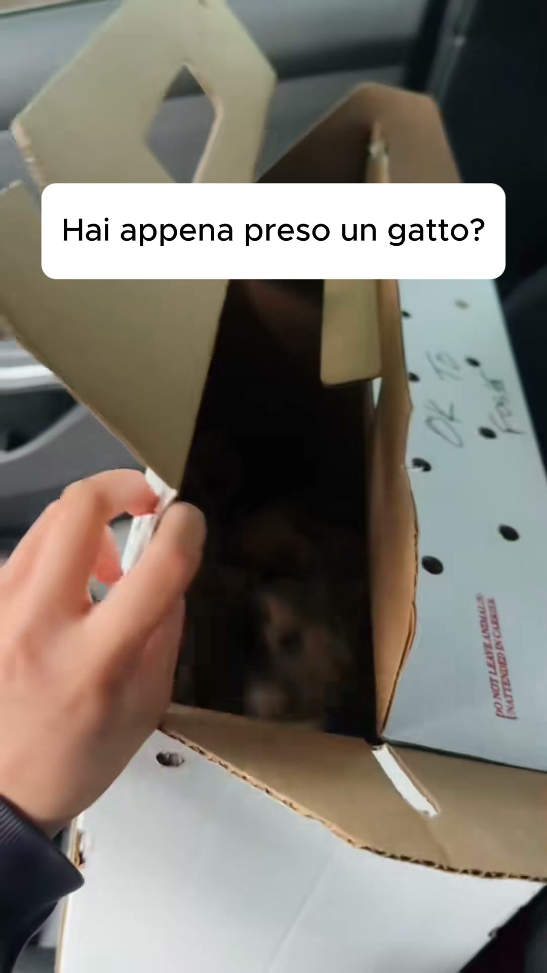 Mai più odore di lettiera