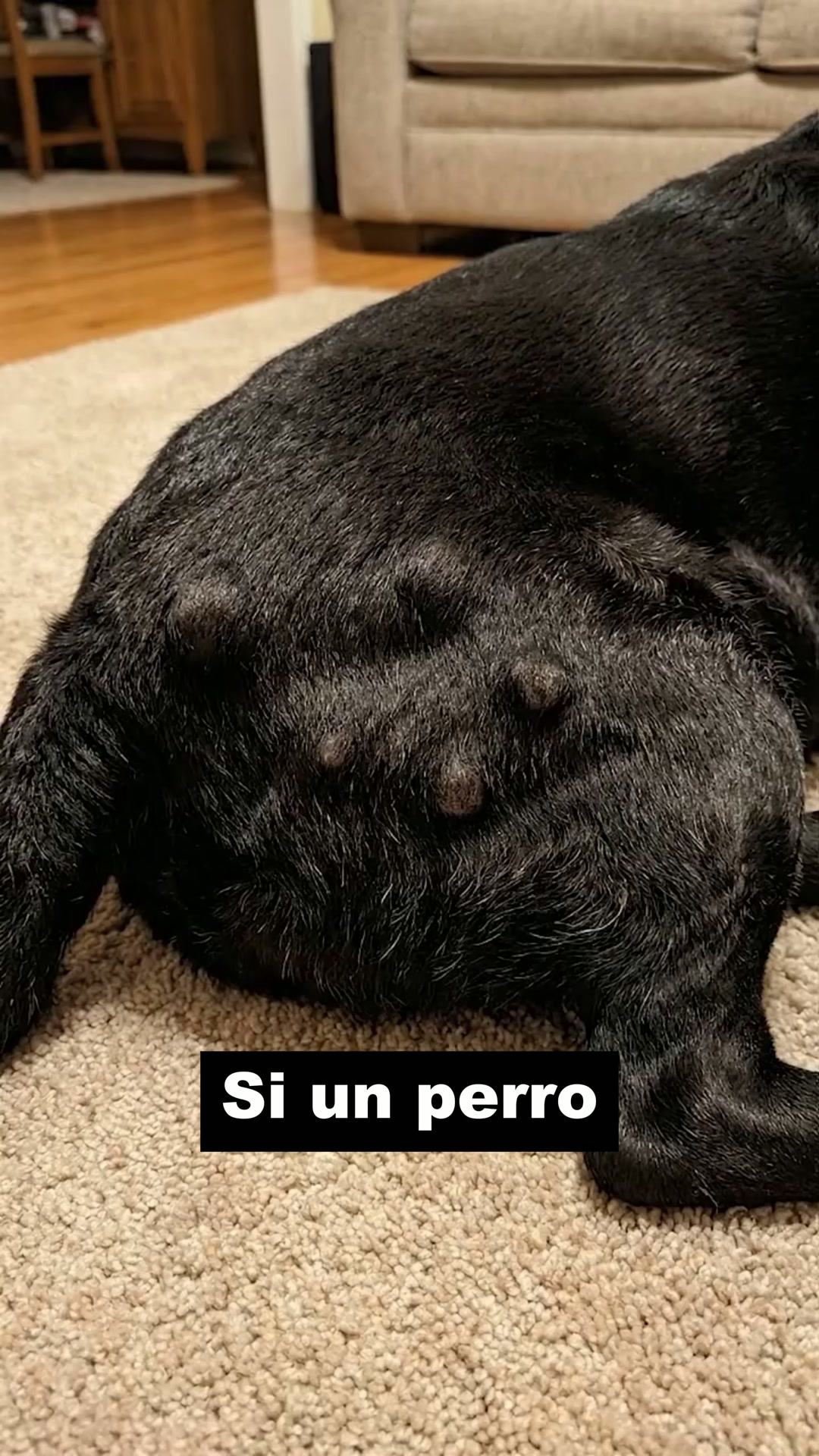 Envío GRATIS en 24/48h