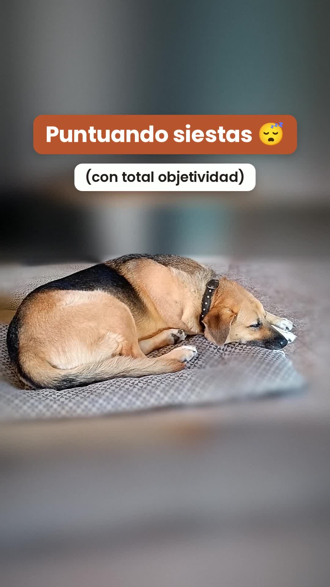 Que nada les quite la siesta… ni los picores
