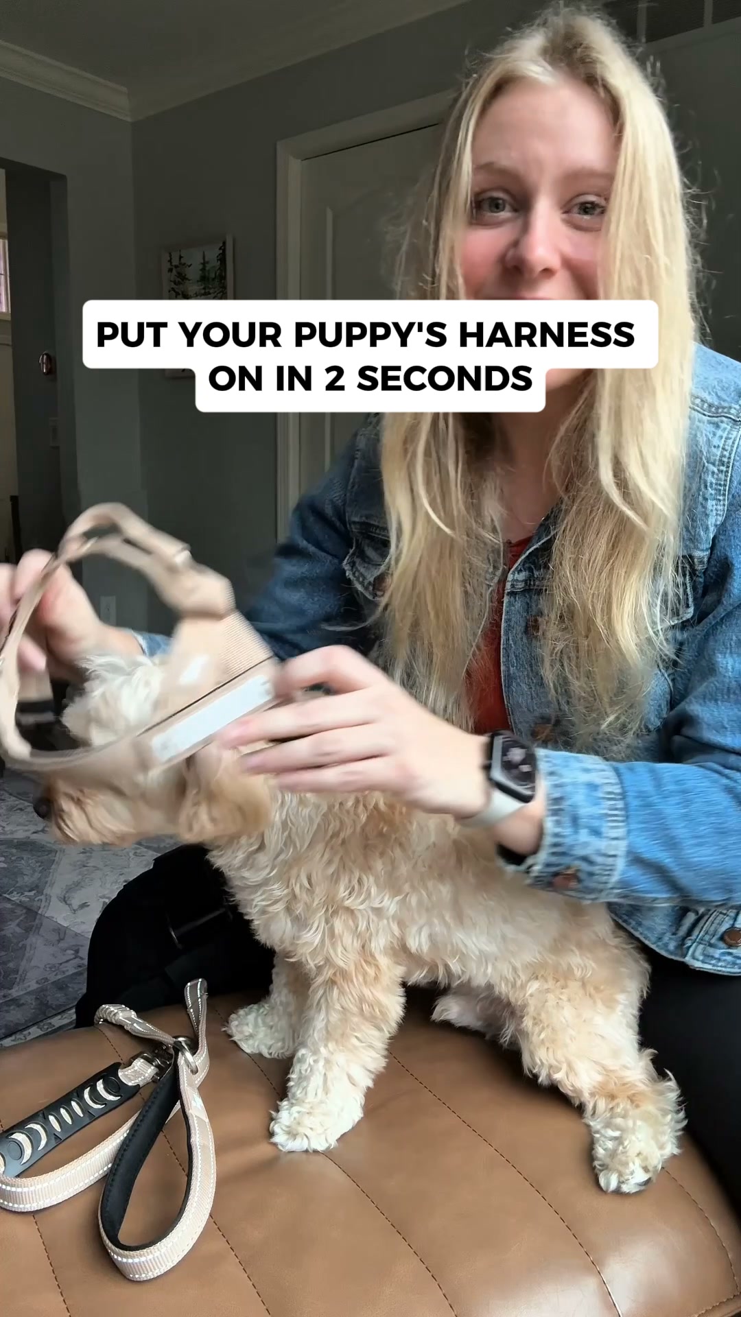 Harness Anxiety? Not Anymore With This Puppy Harness