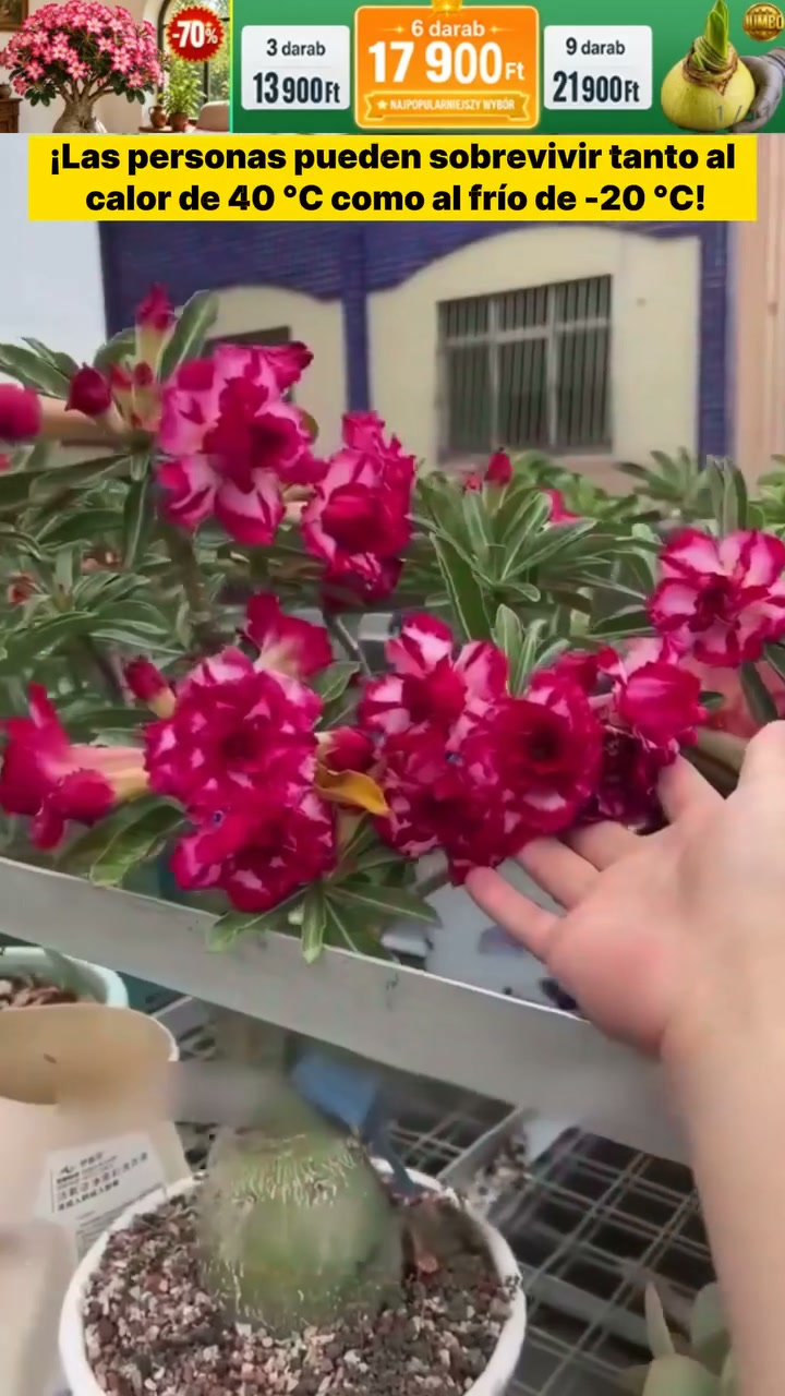 ¡Descubre la magia de la Rosa del Desierto! Prácticamente sin mantenimiento