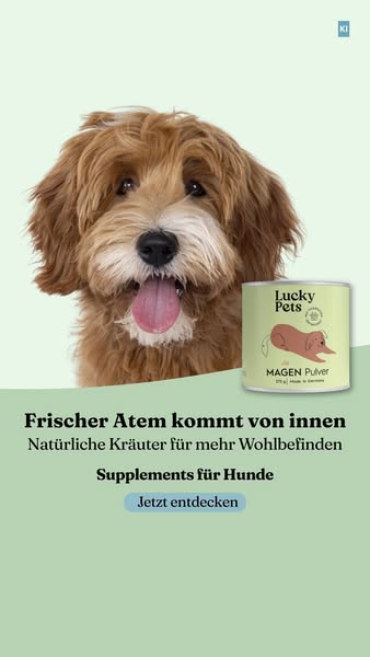 Natürliche Magenberuhigung für den Hund