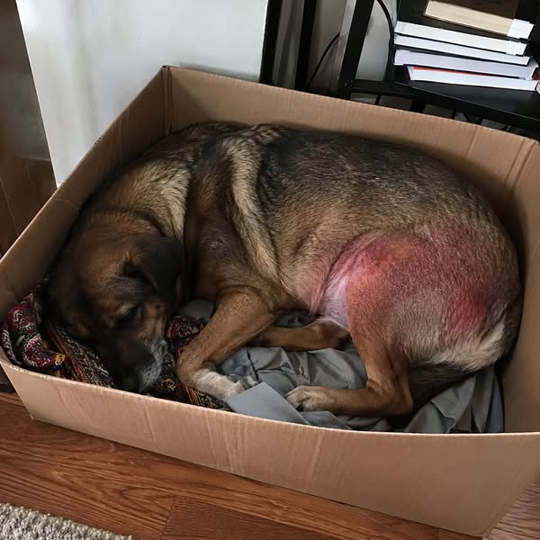 Lies das, wenn dein Hund nicht aufhört sich zu kratzen