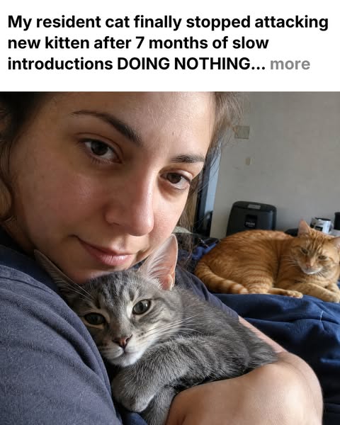 Read This If Your Resident Cat is Hurting Your New Kitten