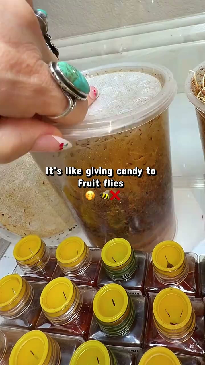 Fruit Fly Traps