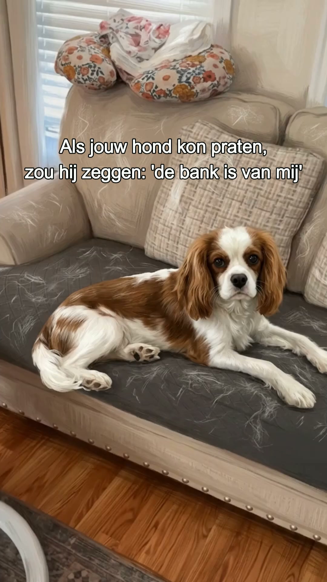 Hond op de bank? Geen probleem