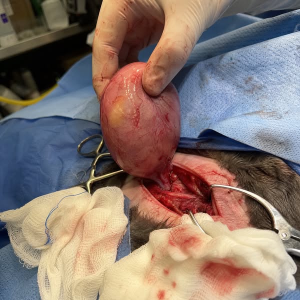 Stop watching your cat suffer